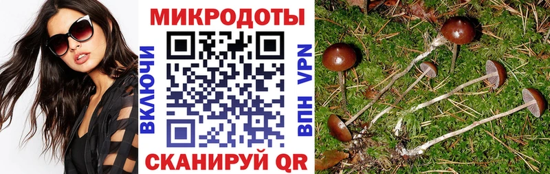 KRAKEN как войти  darknet телеграм  Псилоцибиновые грибы Psilocybine cubensis  Красноперекопск 